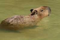 Kapibara w wodzie