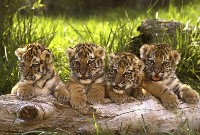 Małe tygrysy
