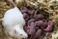 Mysz domowa z noworodkami
