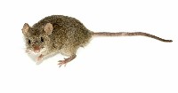 Mysz z wyprostowanym ogonem