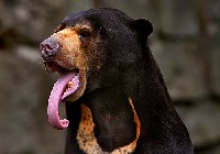 Niedźwiedź malajski z wyciągniętym językiem
