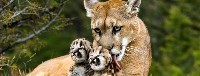 Puma płowa samica z dwoma młodymi