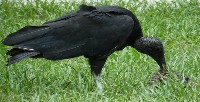 Sępnik czarny z padliną na trawie