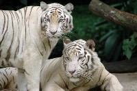 Tygrysy białe samiec i samica